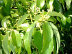 Корица листья (Cinnamomum zeylanicum)